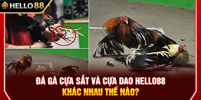 Đá Gà Cựa Sắt Cựa Dao HELLO88 Khác Nhau Thế Nào? 1 Đá Gà Cựa Sắt Cựa Dao HELLO88 Khác Nhau Thế Nào?
