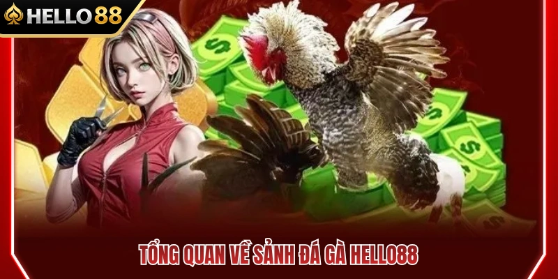 Giới thiệu khái quát về đấu trường đá gà HELLO88 