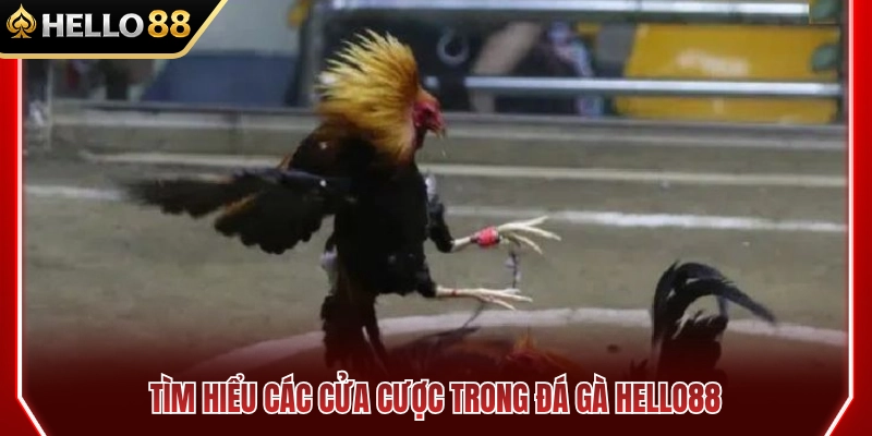 Kinh Nghiệm Chọn Cửa Đá Gà HELLO88 Cho Người Mới 2 Các cửa cược phổ biến trong đá gà HELLO88