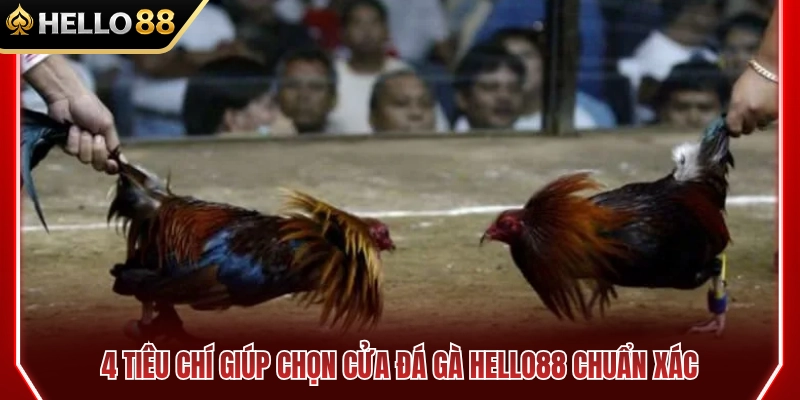 Kinh Nghiệm Chọn Cửa Đá Gà HELLO88 Cho Người Mới 3 4 Tiêu chí chọn cửa đá gà HELLO88 chuẩn xác