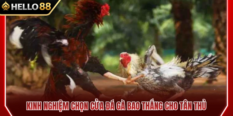 Kinh Nghiệm Chọn Cửa Đá Gà HELLO88 Cho Người Mới 4 Mẹo chọn cửa đá gà HELLO88 hiệu quả cho tân thủ