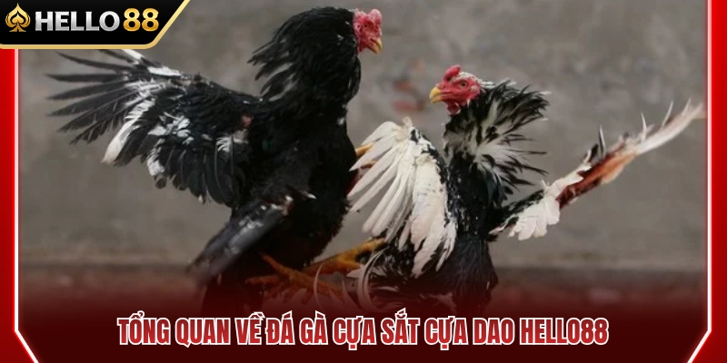 Đá Gà Cựa Sắt Cựa Dao HELLO88 Khác Nhau Thế Nào? 2 Tổng quan về đá gà cựa sắt cựa dao HELLO88