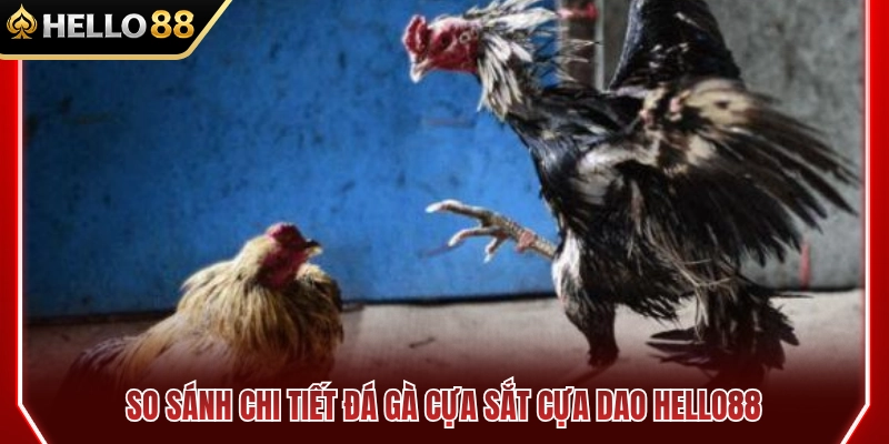 Đá Gà Cựa Sắt Cựa Dao HELLO88 Khác Nhau Thế Nào? 3 So sánh đá gà cựa sắt cựa dao HELLO88