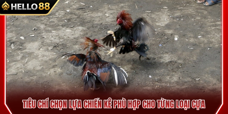 Đá Gà Cựa Sắt Cựa Dao HELLO88 Khác Nhau Thế Nào? 4 Mẹo chọn chiến kê phù hợp cho từng loại cựa