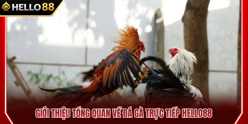 Đá Gà Trực Tiếp HELLO88 – Theo Dõi Trận Đấu Rõ Nét 2 Tổng quan về đá gà trực tiếp HELLO88
