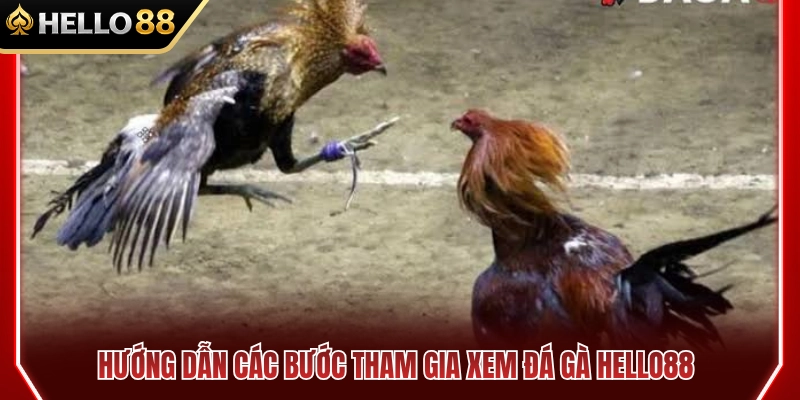 Đá Gà Trực Tiếp HELLO88 – Theo Dõi Trận Đấu Rõ Nét 4 Cách tham gia xem đá gà HELLO 88 đơn giản