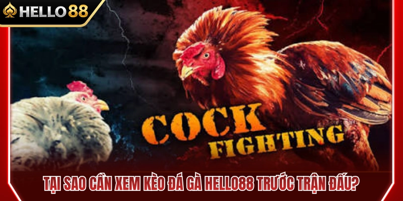 Cách Xem Kèo Đá Gà HELLO88 Trước Khi Vào Trận 2 Lý do nên xem kèo đá gà HELLO88 trước trận đấu
