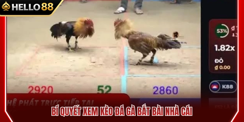 Cách Xem Kèo Đá Gà HELLO88 Trước Khi Vào Trận 4 Mẹo xem kèo đá gà HELLO88 bắt bài nhà cái
